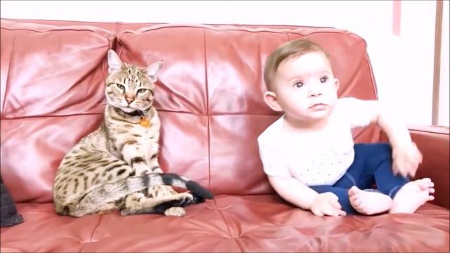 ПРИКОЛЫ КОТЫ ПРОТИВ ДЕТЕЙ 2019!! Смешные животные! FUNNY CATS! смотреть онлайн
