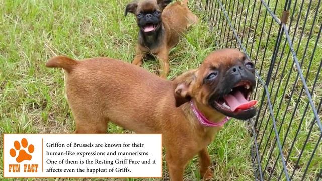 Dogs 101 - BRUSSELS GRIFFON - Top Dog Facts About The BRUSSELS GRIFFON