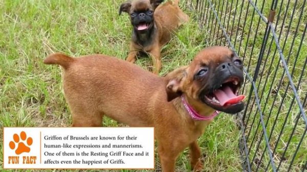 Dogs 101 - BRUSSELS GRIFFON - Top Dog Facts About the BRUSSELS GRIFFON