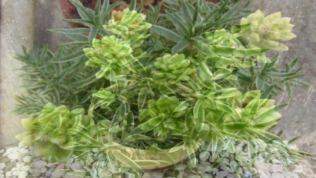 100 TIPOS DE SEDUM смотреть онлайн