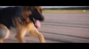 Андрей Васильев - Баллада О Рыжем Псе (из к_ф ПАЛЬМА) (360p).mp4