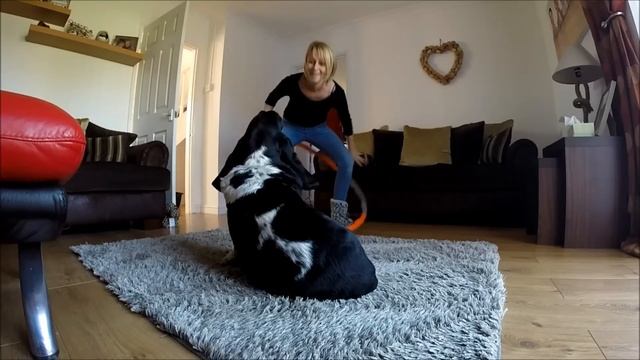Marmite - The stubborn, soft & sleepy Basset Hound смотреть онлайн
