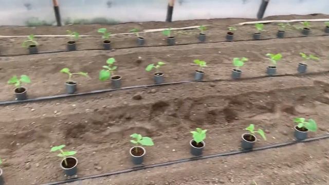 Огурец Мадрилене. Технология выращивания. Рассада, схема посадки, первый полив. смотреть онлайн