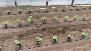 Огурец Мадрилене. Технология выращивания. Рассада, схема посадки, первый полив.