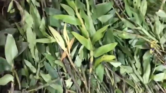 Lan rừng lai châu ngày 30 8 2018 Hàng kilogam Trúc mành Httbs Đùi gà hàng giề Lụa 0942815888 смотреть онлайн