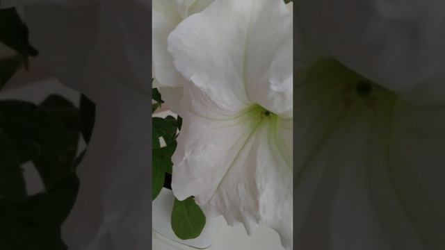 Как укрепить иммунитет. смотреть онлайн