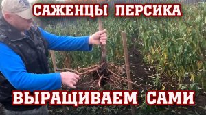 Как вырастить саженец персика с нуля!!! Все секреты!!!