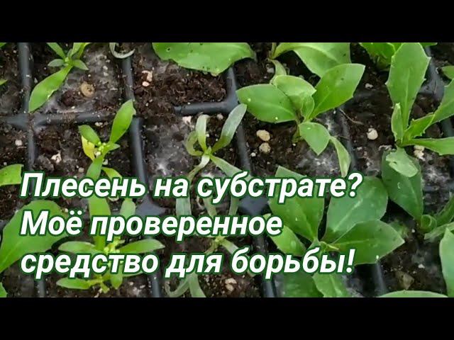 100% безопасное для растений средство для борьбы с плесенью! смотреть онлайн