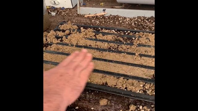 Planting Colocasia Gigantea Seeds! смотреть онлайн