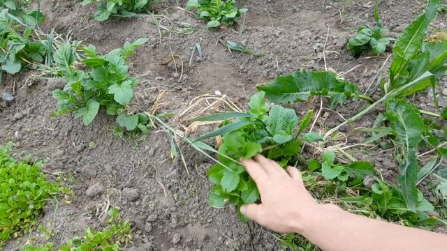 Голубицкая// Азовское море// Ответы на вопросы//Деревенская жизнь смотреть онлайн