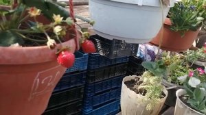 Земляника ампельная, что НЕЛЬЗЯ ДЕЛАТЬ И что НУЖНО ДЕЛАТЬ ЧТОБ ВАС РАДОВАЛО ПЛОДАМИ!!!