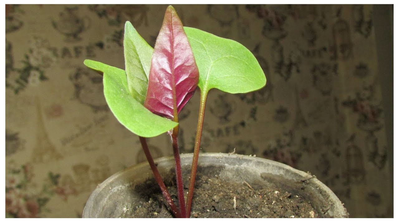 ПИКИРУЕМ МИРАБИЛИС!!!