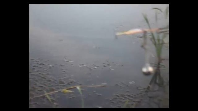 Платная рыбалка на карася. Улов умора смотреть онлайн