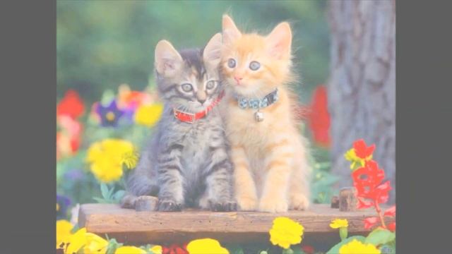 Короче говоря: КОТЯТА смотреть онлайн