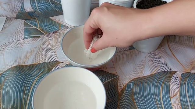 Посадка цикламена. Учитываем все нюансы