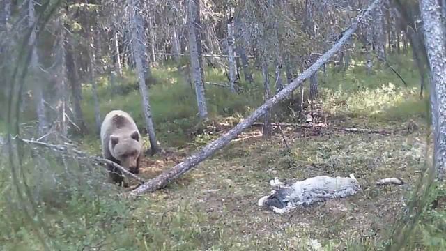 Медведь,росомаха и волк реакция на мертвого волка смотреть онлайн