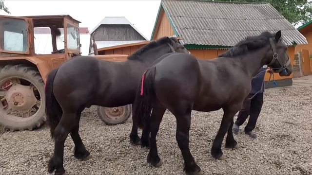 Armăsarii lui Petrică Boicu de la Iaslovăț-Bucovina 2023 смотреть онлайн