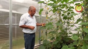 ? ВКУСНЕЙШИЙ гибрид ОГУРЦОВ для посадки в 2021. Гибрид Пять Звезд F1