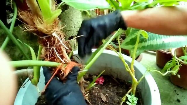 Propagating Jose Bouno/Tips kung paano mapadali ang pagdami❤️🌱🌹🌻🌿 смотреть онлайн