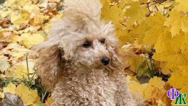 - Лорд, что случилось? Где хозяйка? – ПЁС был очень ИСПУГАН, он заглядывал в глаза и поскуливал… смотреть онлайн