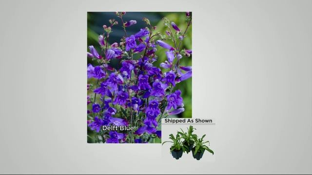 Cottage Farms 3-piece Red Riding Hood Penstemon Collection with Nancy Hornback смотреть онлайн