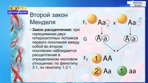 10-класс | Биология | Закономерности наследственности. Моногибридное скрещивание