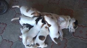 Выбираем щенка Джек Рассел терьера часть 3