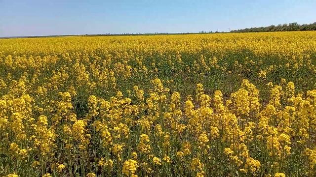 Обзор рапсов 2023. смотреть онлайн