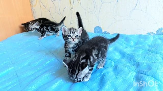 Американский короткошерстный котенок
