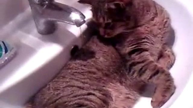 кот в мойке!!!!! смотреть онлайн