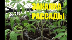 Закалка рассады. Домашняя рассада. Сад (огород) и теплица.