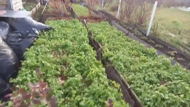 что можно сделать для голубики, сейчас , если Вы еще ее не утеплили. смотреть онлайн