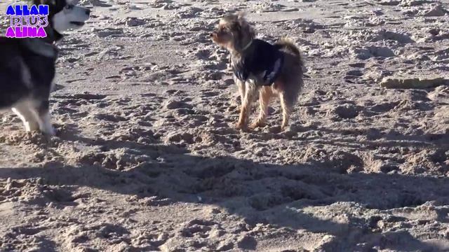 HUSKY - Гуляем с Хьюго на море Одесса смотреть онлайн