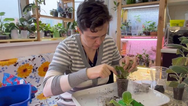 Колерии. Пересадка. Бонус в конце видео.