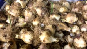 ЧТО ДЕЛАТЬ С ЛУКОВИЦАМИ ТЮЛЬПАНОВ ПОСЛЕ ВЫГОНКИ ?