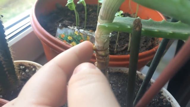 Кофе,стефанотис,фиалка,фикус и другие комнатные растения 4 мая(обратите внимание на описание) смотреть онлайн