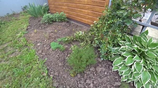 1 мая. Начали высадку томатов. Мои цветочные новинки многолетники. Краснодарский край. смотреть онлайн