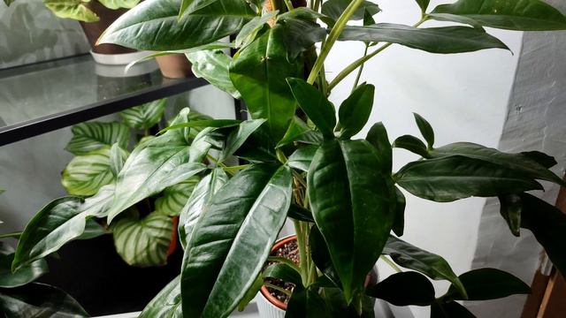 Moja kolekcja Syngonium 🌿 смотреть онлайн