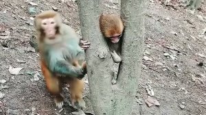 The head of the little monkey was stuck by a tree branch,watching the monkey mother pull hard baby