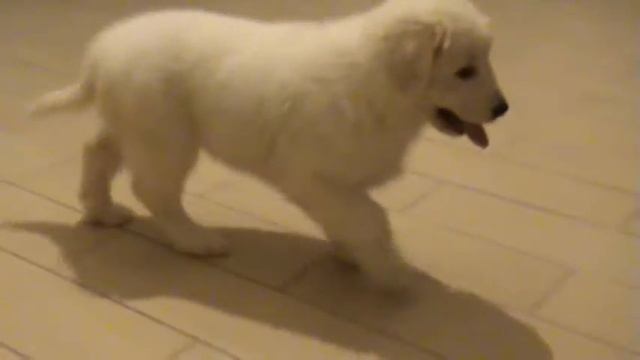 Щенок мареммо-абруцкая овчарка( маремма).Pupies Of Maremma Shipdog.о