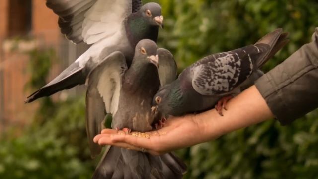 Купим новую дачу! - сказала свекровь #историяизжизни смотреть онлайн
