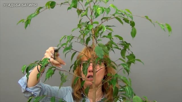 03.Выращиваем высокий фикус Бенджамина (ч.3).