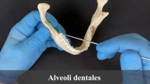 Нижняя челюсть - Mandibula (анатомия человека)