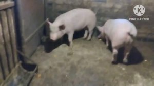 Поросята Йоркшир(КБ) возраст 4 месяца 5 дней от рождения.