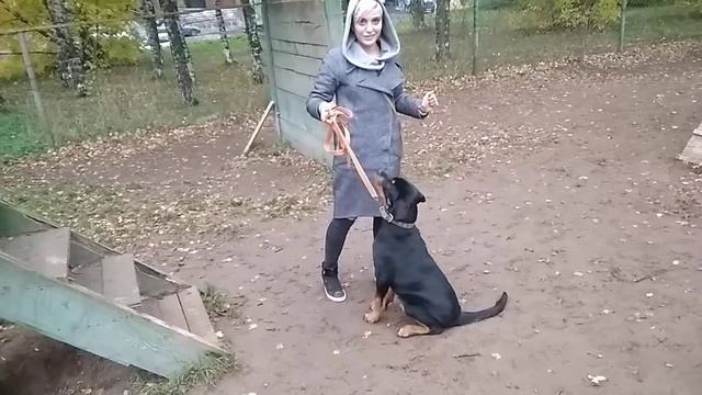 Дрессировка собак -ротвеллер Тим 5 мес.Дрессироащик Анна смотреть онлайн