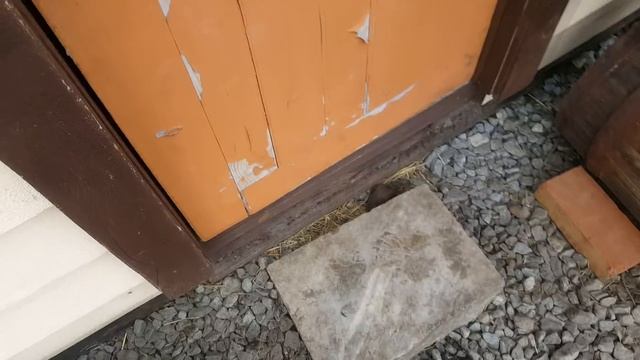 Как щенки просят кушать АЛАБАЙ / очень милое видео смотреть онлайн