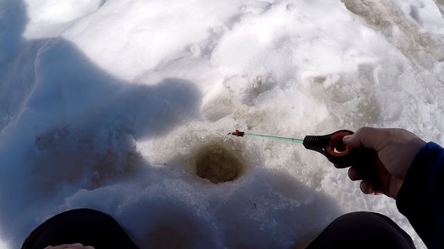 Отдай удочку! Наглая морда! Весенний язь и окунь клюют на игру мормышкой !!! смотреть онлайн