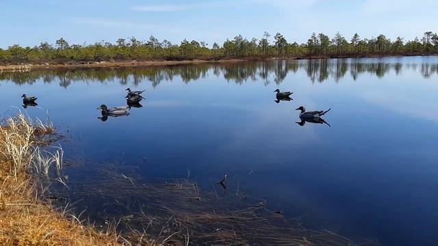 Чучела уток и гусей , Northway и BIGHUNT. (Еще одно видео).mp4