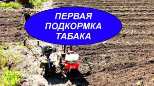 ПЕРВАЯ ПОДКОРМКА ТАБАКА