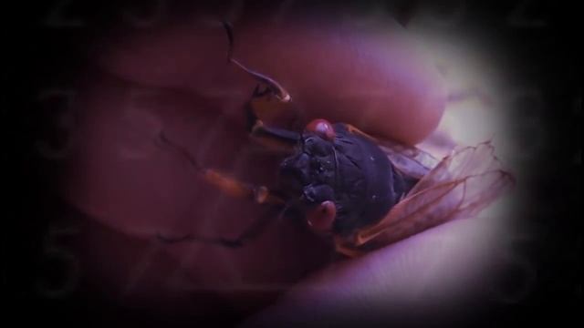 CICADA 3301 Часть 1 смотреть онлайн